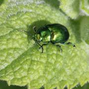 Chrysolina herbacea (Duftschmid, 1825) - Chrysomèle de la Menthe