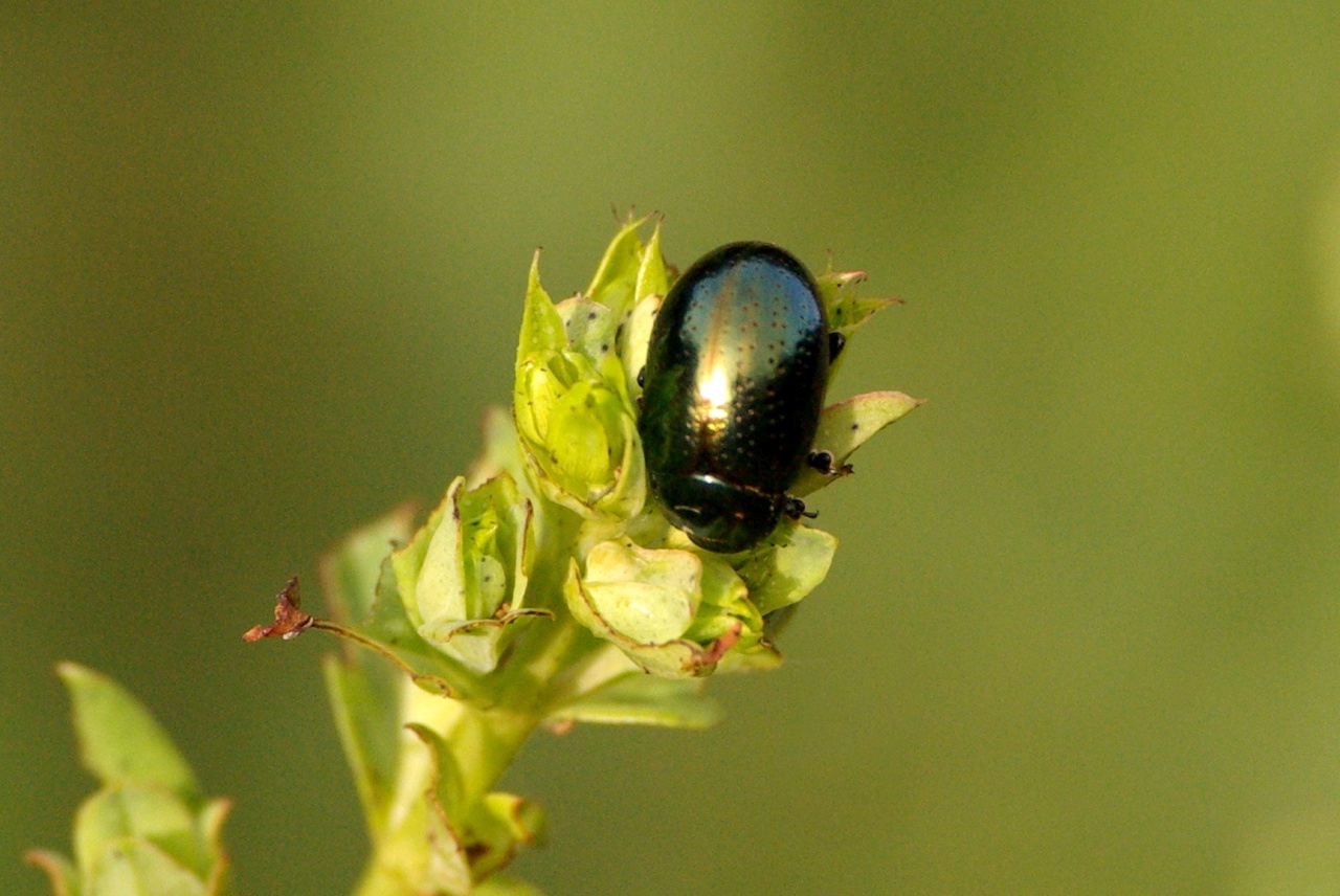 Chrysolina hyperici (Forster, 1771) - Chrysomèle du Millepertuis