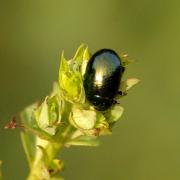 Chrysolina hyperici (Forster, 1771) - Chrysomèle du Millepertuis