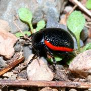 Chrysolina kuesteri (Helliesen, 1912) - Chrysomèle de Küster