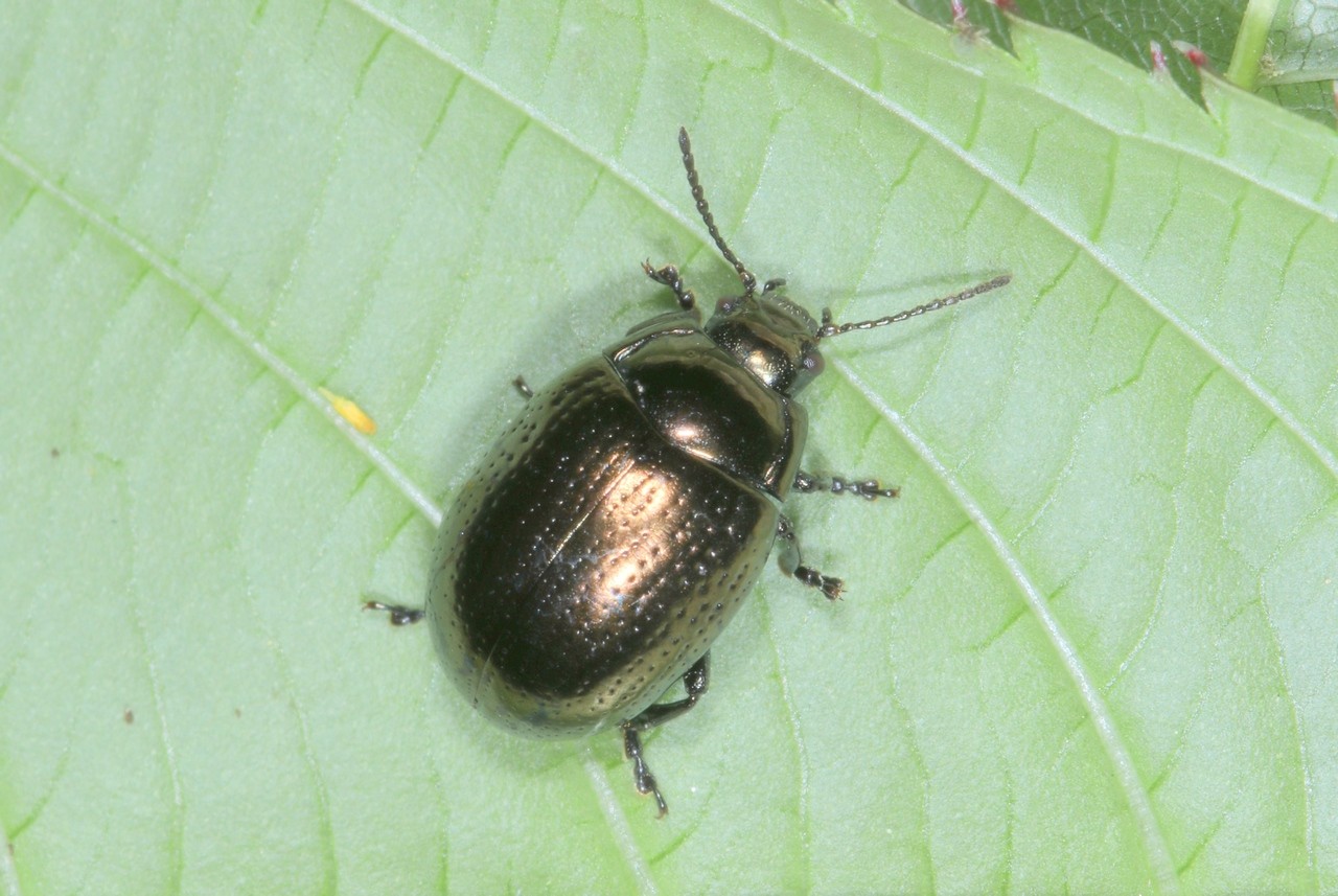 Chrysolina oricalcia (O.F. Müller, 1776) - Chrysomèle  couleur de laiton