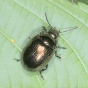 Chrysolina oricalcia (O.F. Müller, 1776) - Chrysomèle  couleur de laiton