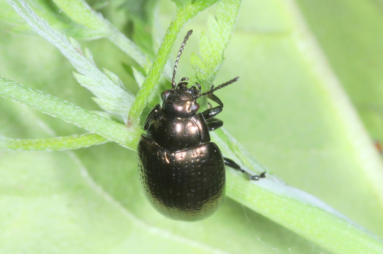 Chrysolina oricalcia (O.F. Müller, 1776) - Chrysomèle  couleur de laiton