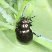 Chrysolina oricalcia (O.F. Müller, 1776) - Chrysomèle  couleur de laiton