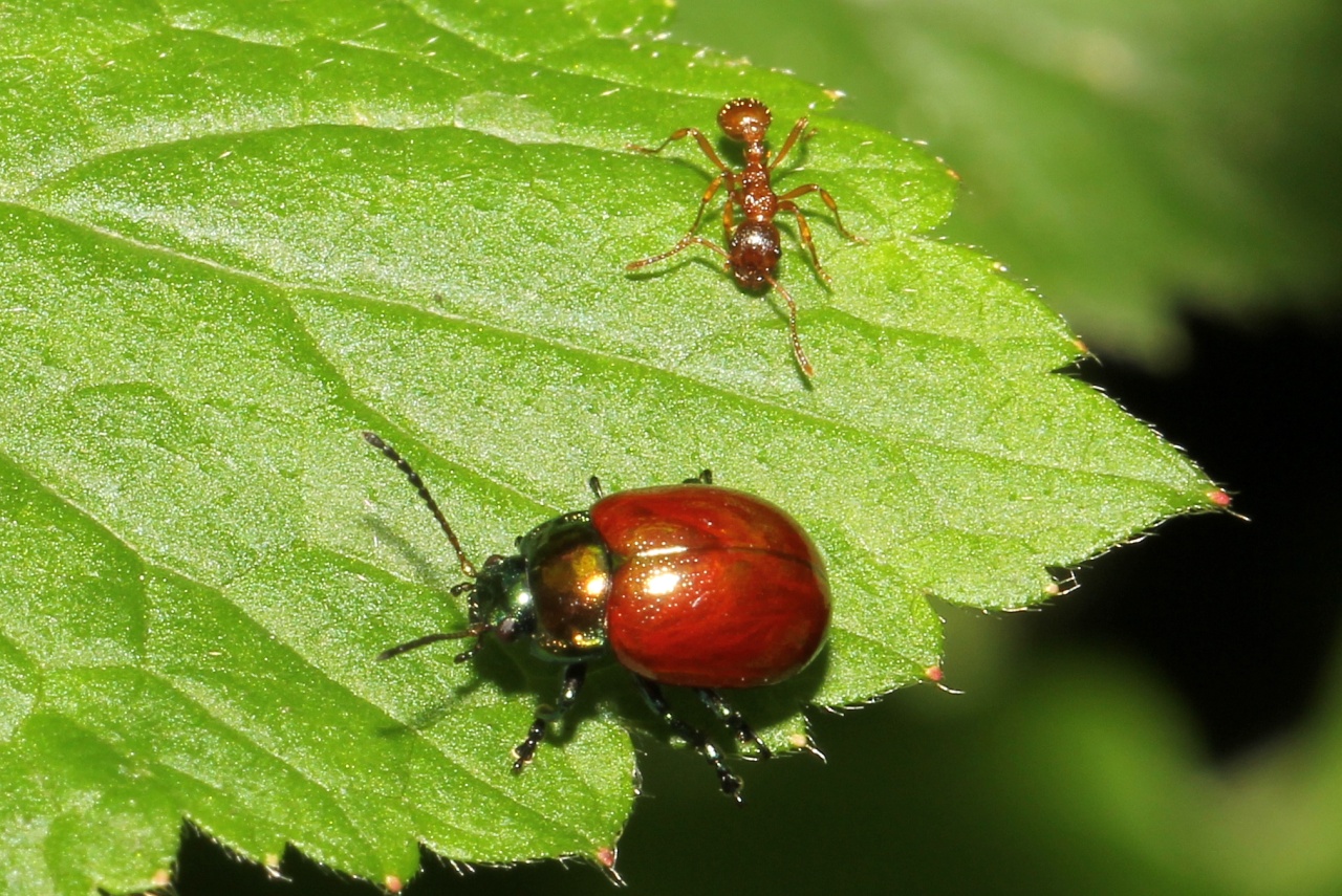 Chrysolina polita (Linnaeus, 1758) - Chrysomèle polie