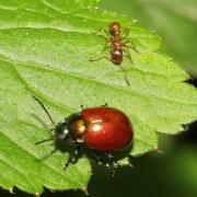 Chrysolina polita (Linnaeus, 1758) - Chrysomèle polie