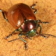 Chrysolina polita (Linnaeus, 1758) - Chrysomèle polie