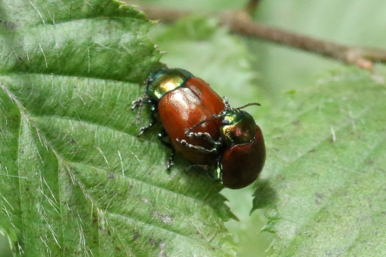 Chrysolina polita (Linnaeus, 1758) - Chrysomèle polie (accouplement)