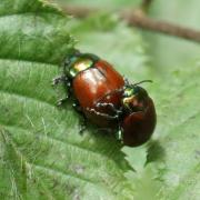 Chrysolina polita (Linnaeus, 1758) - Chrysomèle polie (accouplement)