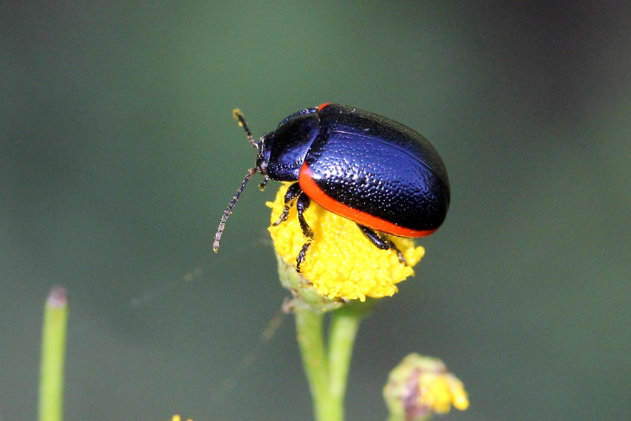 Chrysolina sanguinolenta (Linnaeus, 1758) - Chrysomèle de la Linaire