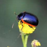 Chrysolina sanguinolenta (Linnaeus, 1758) - Chrysomèle de la Linaire