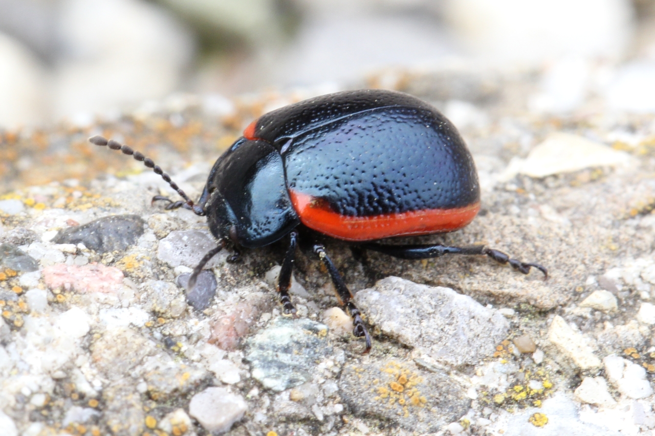 Chrysolina sanguinolenta (Linnaeus, 1758) - Chrysomèle de la Linaire