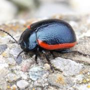 Chrysolina sanguinolenta (Linnaeus, 1758) - Chrysomèle de la Linaire