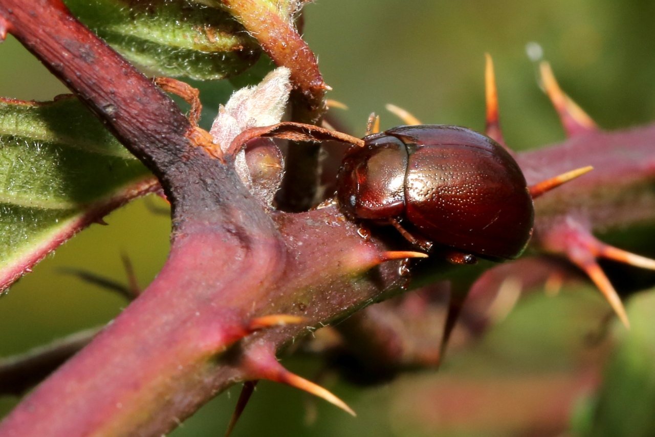 Chrysolina staphylaea (Linnaeus, 1758) - Chrysomèle staphylin