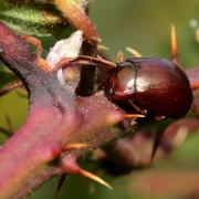 Chrysolina staphylaea (Linnaeus, 1758) - Chrysomèle staphylin