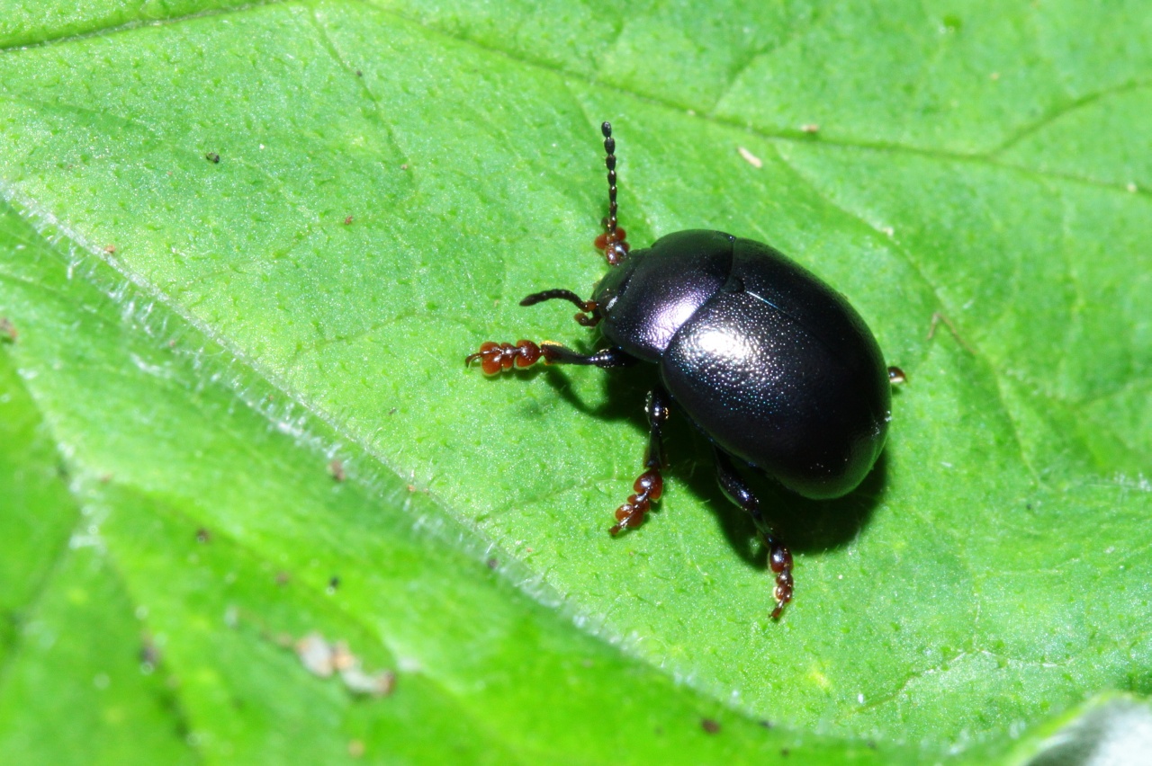 Chrysolina sturmi (Westhoff, 1882) - Chrysomèle violette