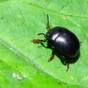 Chrysolina sturmi (Westhoff, 1882) - Chrysomèle violette