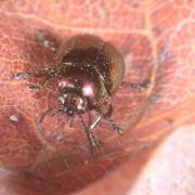 Chrysolina varians (Schaller, 1783) - Petite chrysomèle