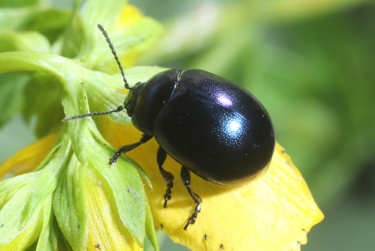 Chrysolina varians (Schaller, 1783) - Petite chrysomèle