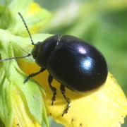 Chrysolina varians (Schaller, 1783) - Petite chrysomèle