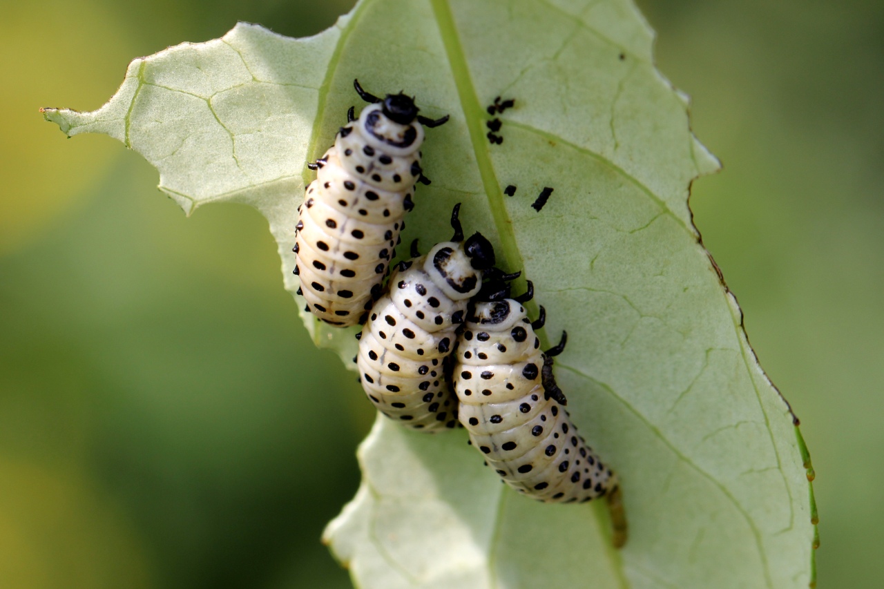 Chrysomela populi Linnaeus, 1758 - Chrysomèle du Peuplier (larves)