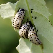 Chrysomela populi Linnaeus, 1758 - Chrysomèle du Peuplier (larves)