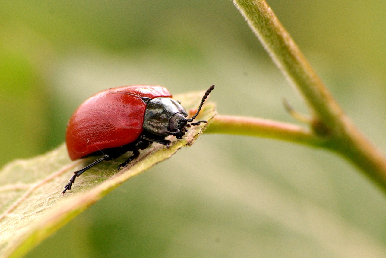 Chrysomela populi Linnaeus, 1758 - Chrysomèle du Peuplier