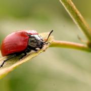 Chrysomela populi Linnaeus, 1758 - Chrysomèle du Peuplier