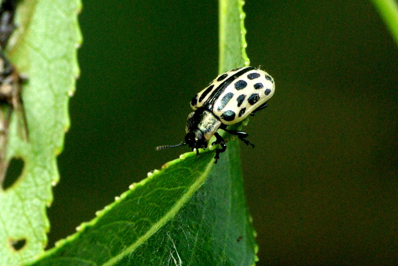 Chrysomela vigintipunctata (Scopoli, 1763) - Chrysomèle à vingt points