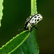 Chrysomela vigintipunctata (Scopoli, 1763) - Chrysomèle à vingt points