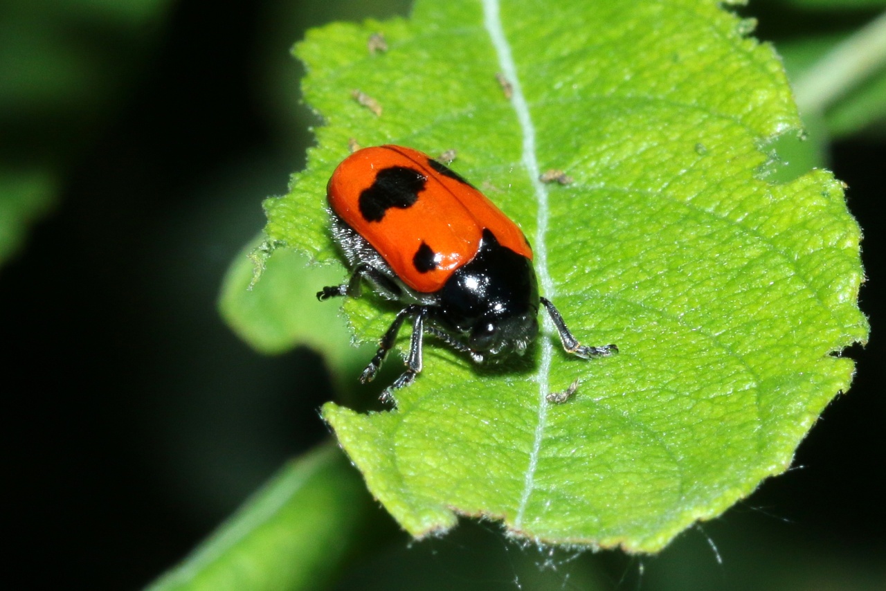 Clytra laeviuscula Ratzeburg, 1837 - Clytre lustré, Clytre du Saule