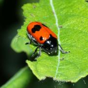 Clytra laeviuscula Ratzeburg, 1837 - Clytre lustré, Clytre du Saule