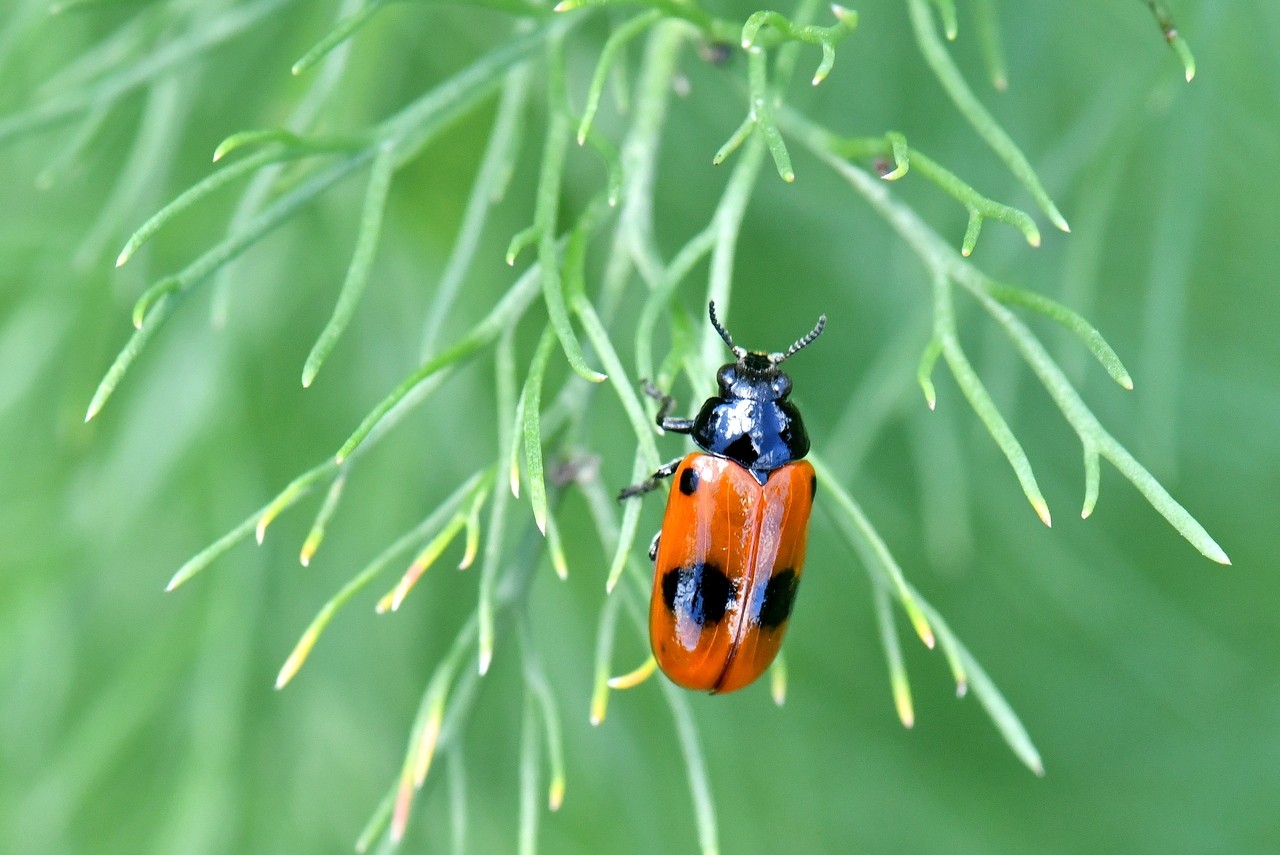 Clytra laeviuscula Ratzeburg, 1837 - Clytre lustré, Clytre du Saule 