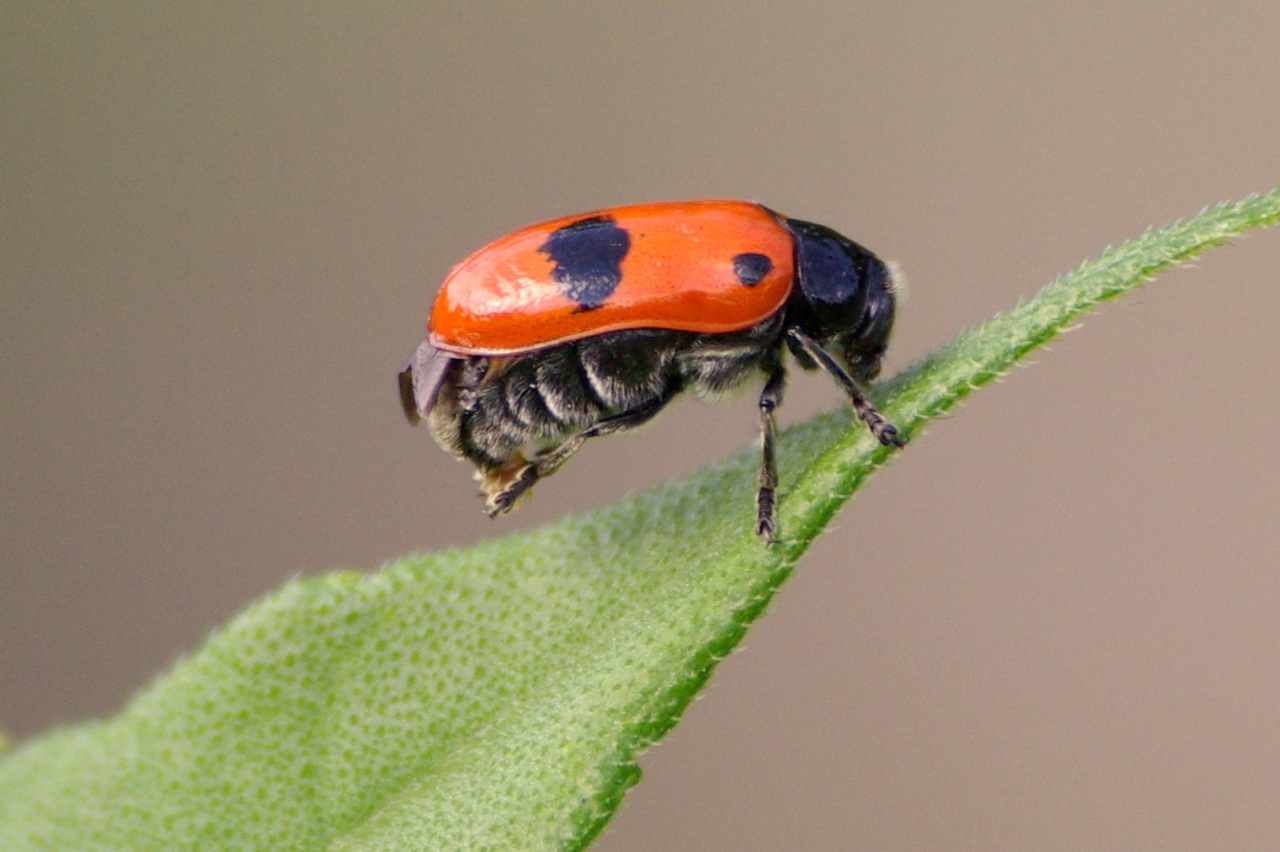 Clytra laeviuscula Ratzeburg, 1837 - Clytre lustré, Clytre du Saule (ponte)