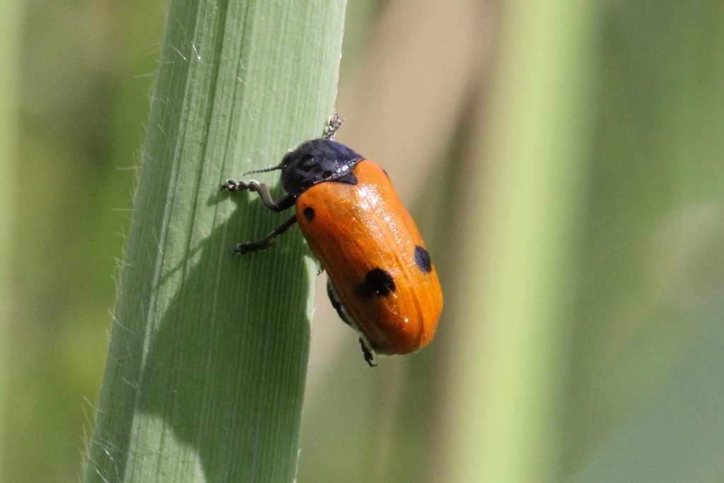 Clytra quadripunctata (Linnaeus, 1758) - Clytre à quatre points