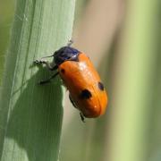 Clytra quadripunctata (Linnaeus, 1758) - Clytre à quatre points