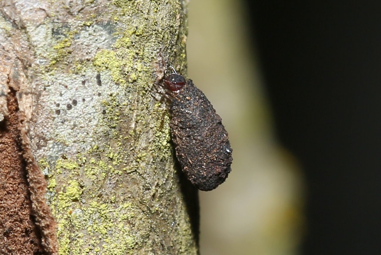 Clytrinae sp - Larve dans son statoconque