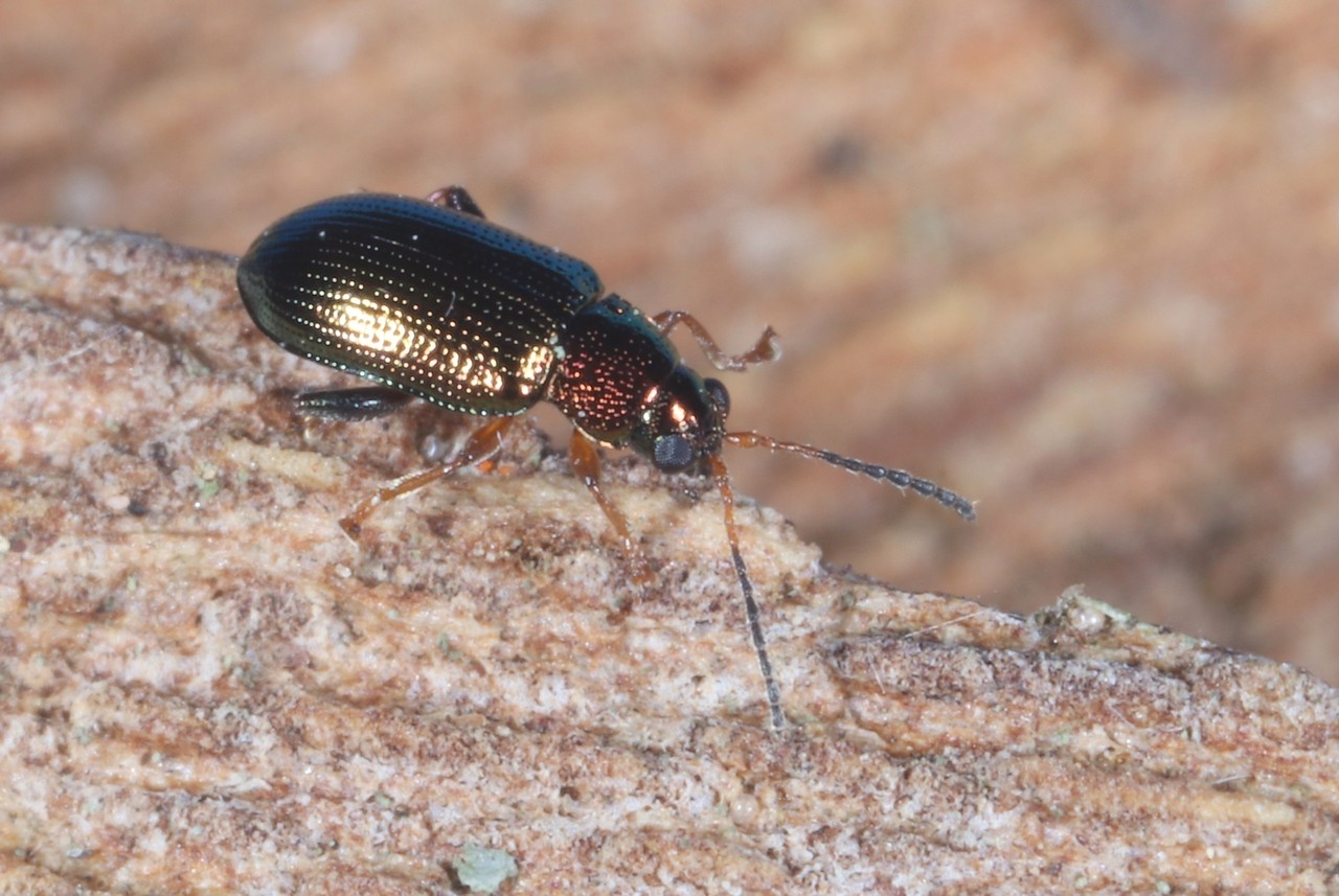 Crepidodera aurata (Marsham, 1802) - Altise du Saule