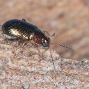 Crepidodera aurata (Marsham, 1802) - Altise du Saule