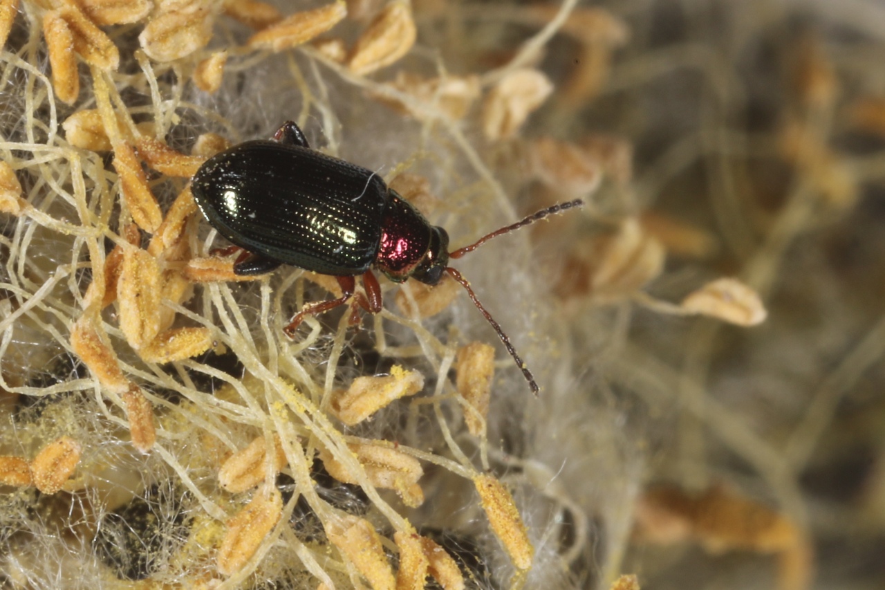 Crepidodera aurata (Marsham, 1802) - Altise du Saule