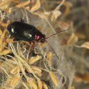 Crepidodera aurata (Marsham, 1802) - Altise du Saule