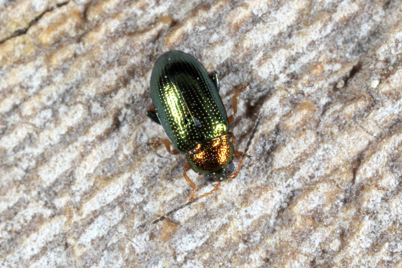 Crepidodera plutus (Latreille, 1804)