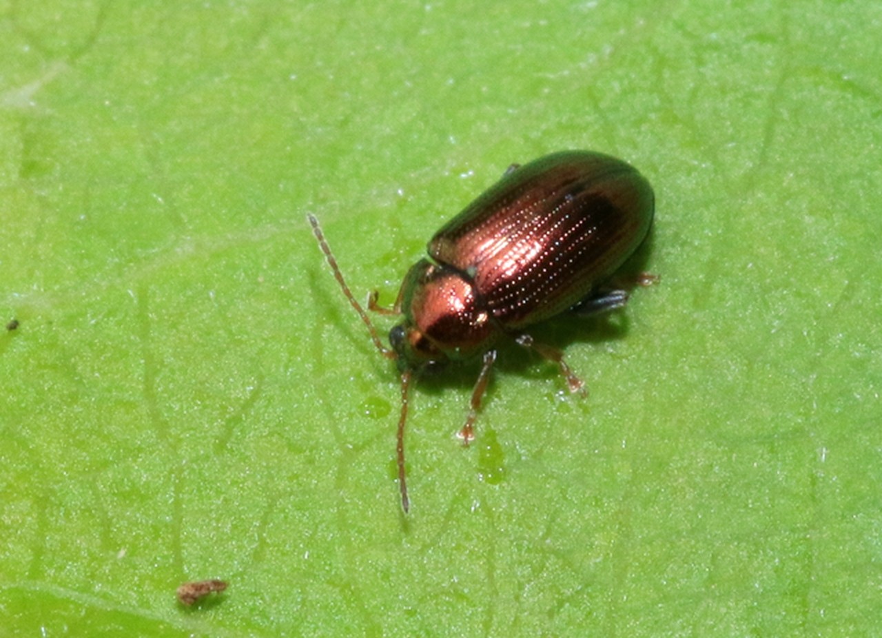 Crepidodera aurea (Geoffroy, 1785)