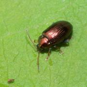 Crepidodera aurea (Geoffroy, 1785)