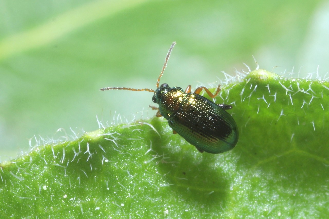 Crepidodera aurea (Geoffroy, 1785)