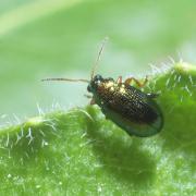 Crepidodera aurea (Geoffroy, 1785)