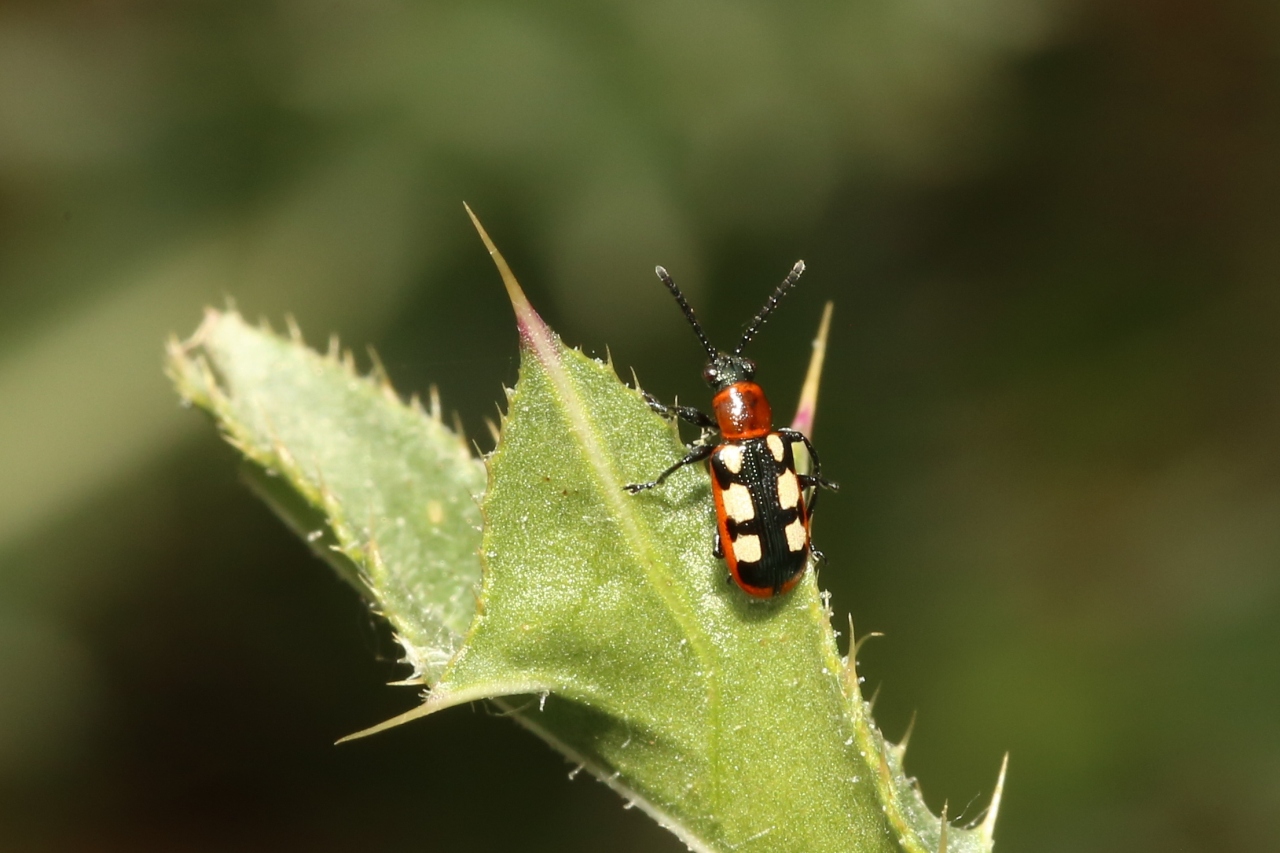 Crioceris asparagi (Linnaeus, 1758) - Criocère de l'Asperge