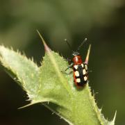 Crioceris asparagi (Linnaeus, 1758) - Criocère de l'Asperge