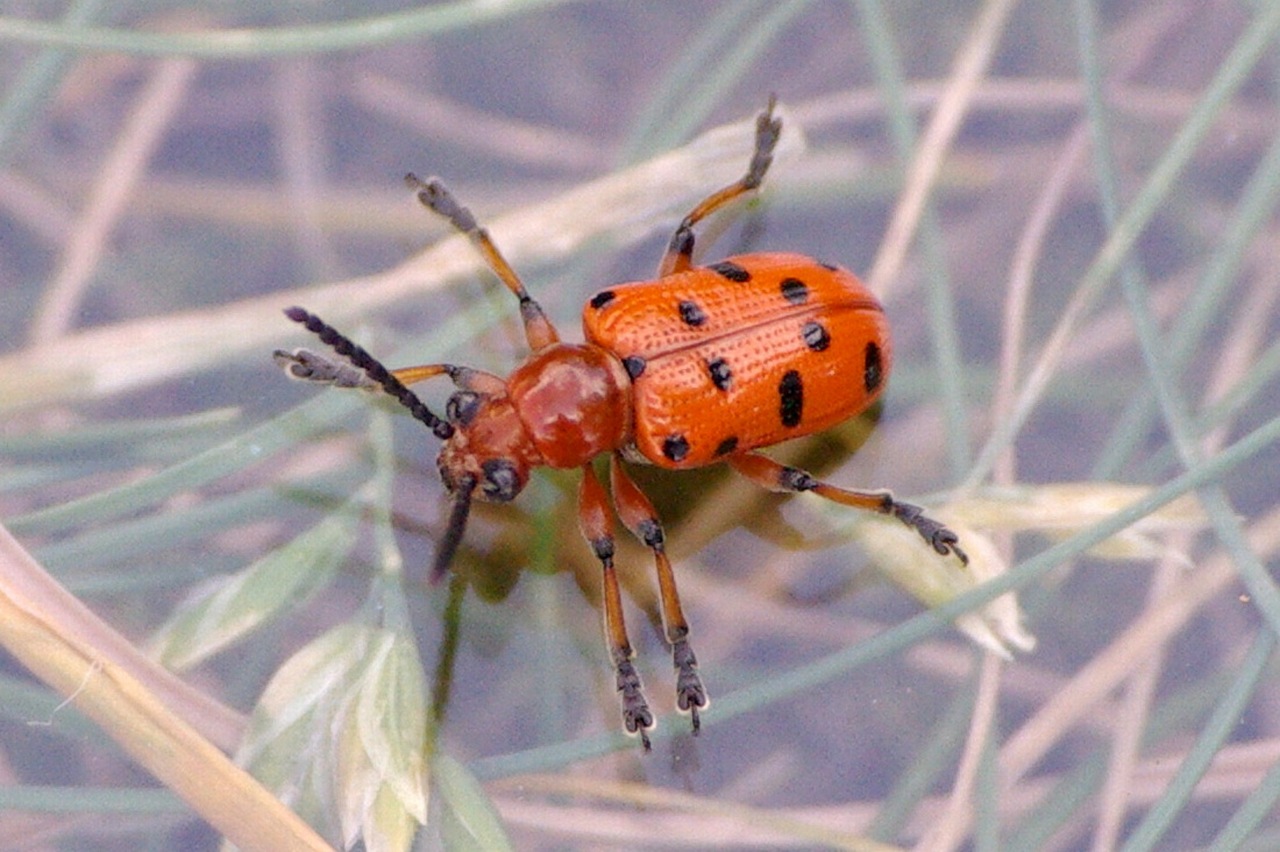 Crioceris duodecimpunctata (Linnaeus, 1758) - Criocère rouge à 12 points noirs