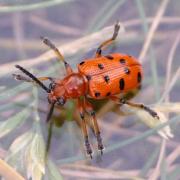 Crioceris duodecimpunctata (Linnaeus, 1758) - Criocère rouge à 12 points noirs